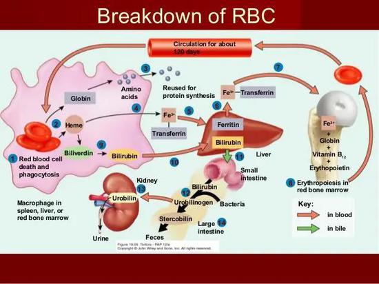 实际上红细胞的凋亡过程 | 图源：SlideShare