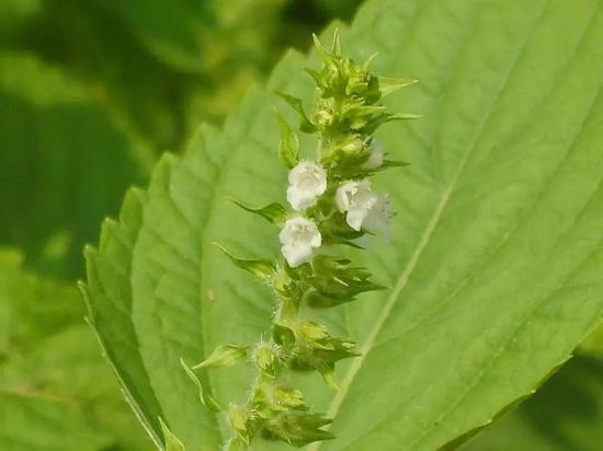 紫苏（Perilla frutescens） | Wikimedia Commons，Dalgial