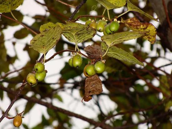 开花的猫薄荷（Nepeta cataria）和结果的木天蓼（Actinidia polygama）。猫薄荷又叫荆芥，和薄荷、罗勒等是同一科的亲戚；木天蓼又叫葛枣猕猴桃，果实可吃 