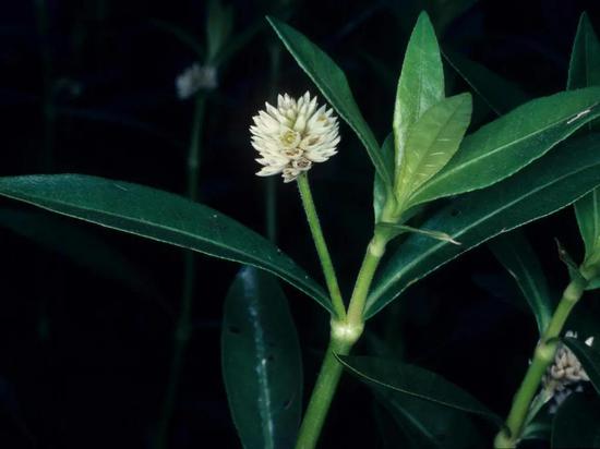 空心莲子草开出的白色小花。图片来源：nsw.gov.au