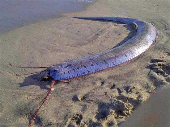 一尾被海流冲到岸上的皇带鱼 | Katia Cao / Wikimedia Commons