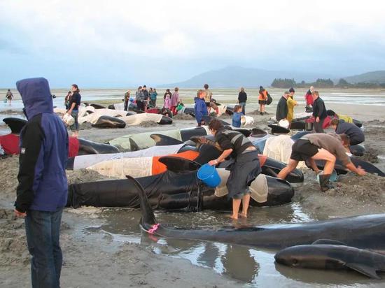 志愿者正在往搁浅的鲸身上浇水降低体温 