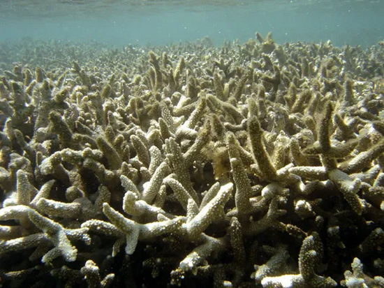 海水温度升高1°C，就会引起珊瑚礁发生大面积白化。图/Wikipedia