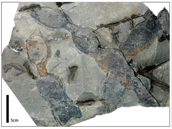 研究人员发现1000万年前的“豆角”化石,生前不可食用