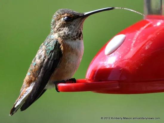 鳄鱼舌头:科学家最新研究:霸王龙原来不能吐舌头…what?! 蜂鸟用像水泵一样工作的舌头来吸食花蜜