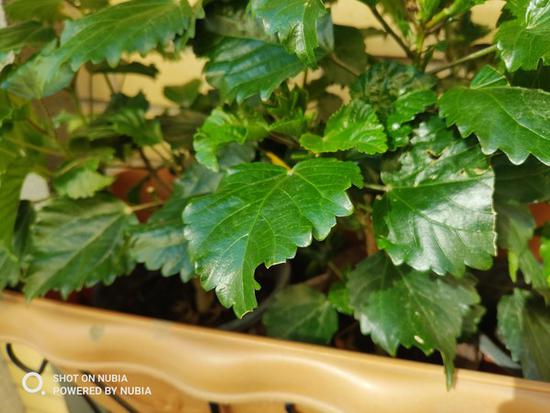 Ŭ����Z18��������