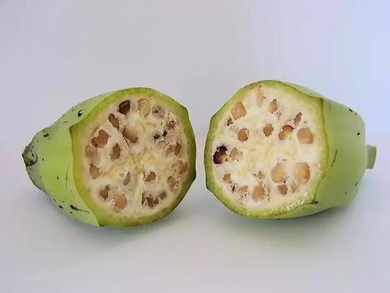 野蕉（图片来源：维基百科Musa balbisiana条目）