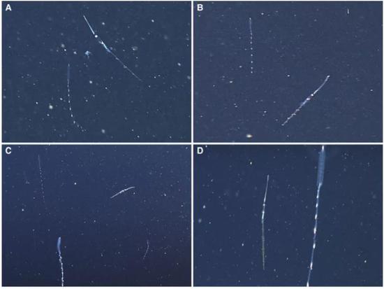 杯状手乌贼（Chiroteuthis calyx）和被拟态的双小水母（Nanomia bijuga）