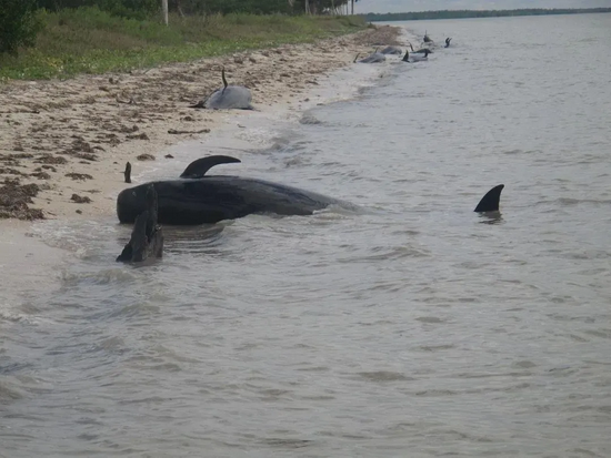 美国拍摄到的搁浅的短肢领航鲸 | Everglades NPS / Wikimedia