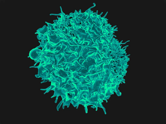 　电子显微镜下的T细胞。图片来源：NIAID