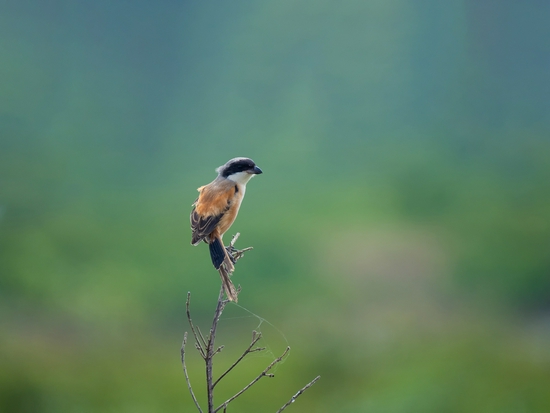 手持镜眼底怎么扶1000mm巡山轻松手持，奥林巴斯150-400／4.5与E-M1X拍鸟体验_https://www.jmylbn.com_新闻资讯_第17张