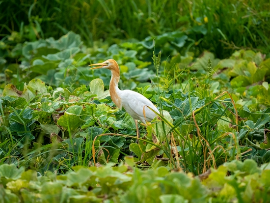 手持镜眼底怎么扶1000mm巡山轻松手持，奥林巴斯150-400／4.5与E-M1X拍鸟体验_https://www.jmylbn.com_新闻资讯_第14张