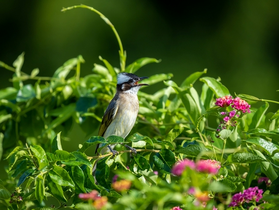 手持镜眼底怎么扶1000mm巡山轻松手持，奥林巴斯150-400／4.5与E-M1X拍鸟体验_https://www.jmylbn.com_新闻资讯_第8张