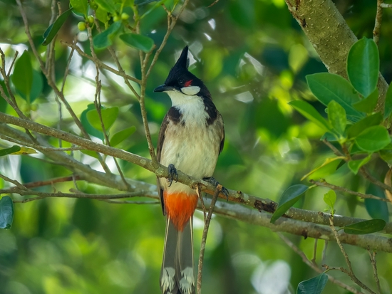 手持镜眼底怎么扶1000mm巡山轻松手持，奥林巴斯150-400／4.5与E-M1X拍鸟体验_https://www.jmylbn.com_新闻资讯_第4张