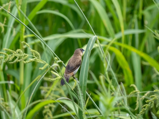 手持镜眼底怎么扶1000mm巡山轻松手持，奥林巴斯150-400／4.5与E-M1X拍鸟体验_https://www.jmylbn.com_新闻资讯_第3张