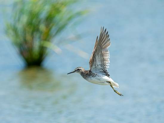 手持镜眼底怎么扶1000mm巡山轻松手持，奥林巴斯150-400／4.5与E-M1X拍鸟体验_https://www.jmylbn.com_新闻资讯_第13张