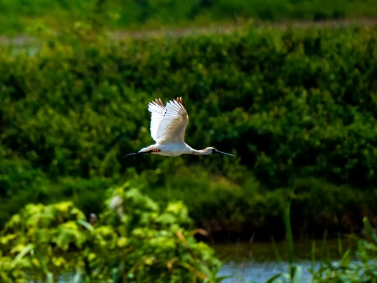 手持镜眼底怎么扶1000mm巡山轻松手持，奥林巴斯150-400／4.5与E-M1X拍鸟体验_https://www.jmylbn.com_新闻资讯_第11张