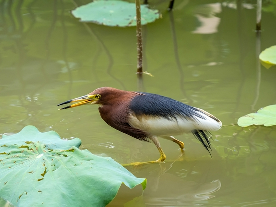 手持镜眼底怎么扶1000mm巡山轻松手持，奥林巴斯150-400／4.5与E-M1X拍鸟体验_https://www.jmylbn.com_新闻资讯_第7张