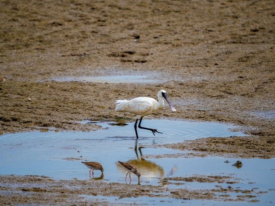 手持镜眼底怎么扶1000mm巡山轻松手持，奥林巴斯150-400／4.5与E-M1X拍鸟体验_https://www.jmylbn.com_新闻资讯_第10张