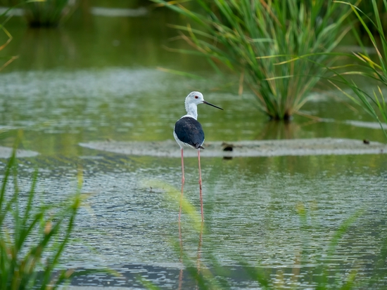 手持镜眼底怎么扶1000mm巡山轻松手持，奥林巴斯150-400／4.5与E-M1X拍鸟体验_https://www.jmylbn.com_新闻资讯_第12张