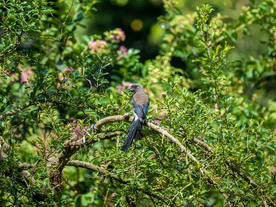 手持镜眼底怎么扶1000mm巡山轻松手持，奥林巴斯150-400／4.5与E-M1X拍鸟体验_https://www.jmylbn.com_新闻资讯_第6张