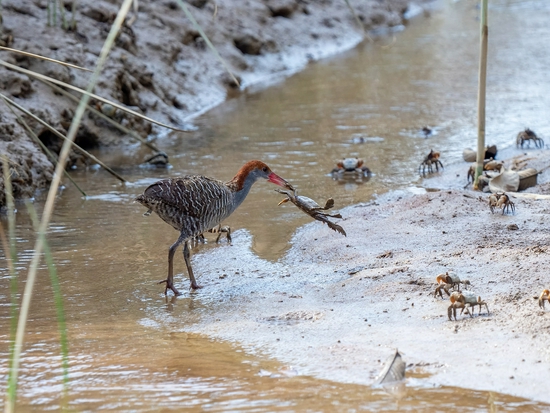 手持镜眼底怎么扶1000mm巡山轻松手持，奥林巴斯150-400／4.5与E-M1X拍鸟体验_https://www.jmylbn.com_新闻资讯_第15张