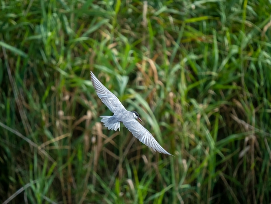 手持镜眼底怎么扶1000mm巡山轻松手持，奥林巴斯150-400／4.5与E-M1X拍鸟体验_https://www.jmylbn.com_新闻资讯_第5张