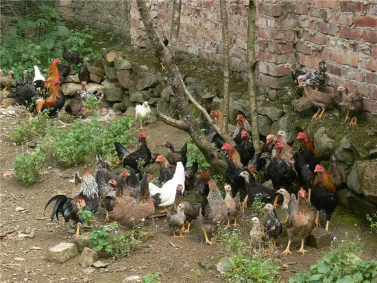 云南地方家鸡品种