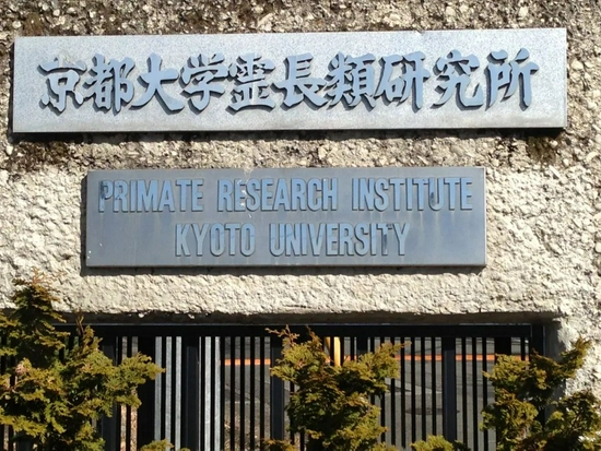 财务丑闻缠身，世界领先的京都大学灵长类研究所可能面临关闭