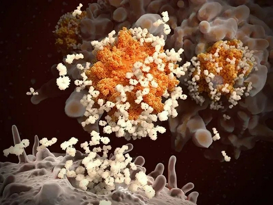 抗体对新冠病毒颗粒（如图）做出反应。研究人员正在探明为何COVID-19康复后再打疫苗的人拥有更强的免疫应答 