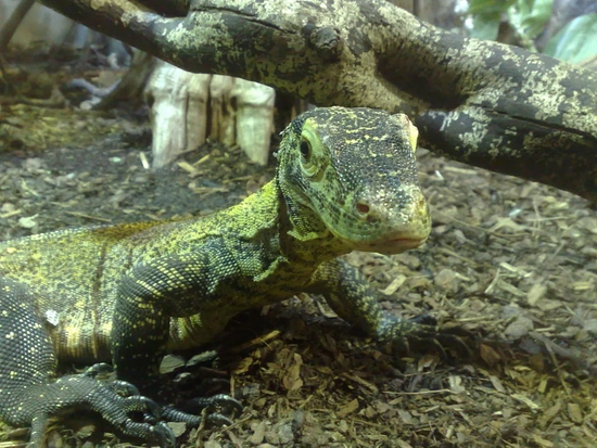科莫多巨蜥也是一种具备孤雌生殖能力的爬行动物。