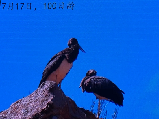 青海国家公园观鸟协会供图