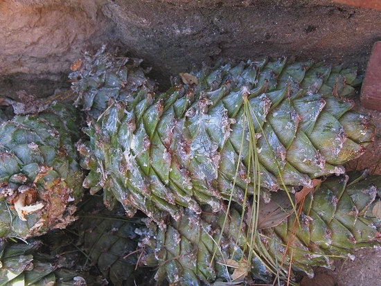 外国人发现吃完中国松子嘴里有怪味，我国随即禁止出口，原理至今不明