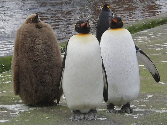 　国王企鹅（Aptenodytes patagonicus）能挨饿大半年。图片来源：wikimedia
