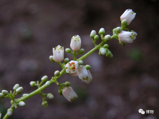 香椿的花 图片来源：powo.science.kew.org