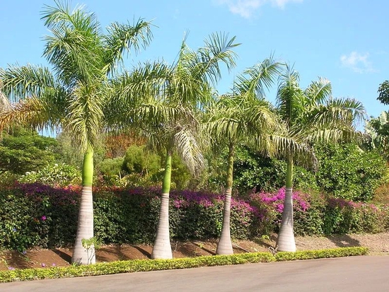 要知道棕榈的准确年纪，最好知道它们的栽种时间。种在法属几内亚的Place de Palmiers 的王棕（Roystonea regia）有明确的种植记录，它们的年龄超过200岁。图片来源：wikimedia