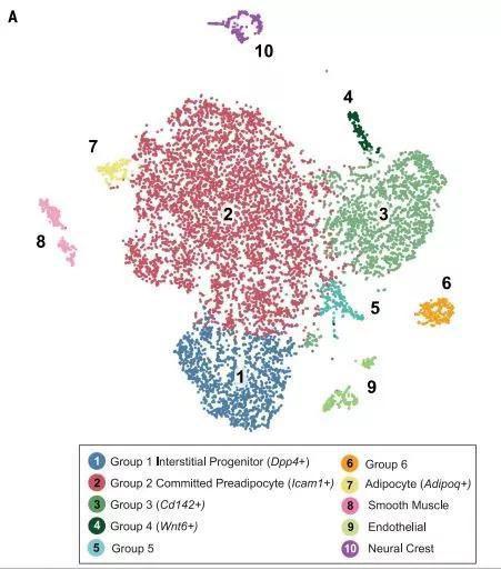  ▲对10000多个脂肪组织细胞做单细胞RNA测序的结果鉴定出三类祖细胞（图片来源：参考资料[1]）