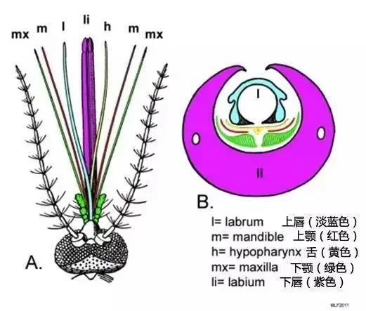 蚊子口器详解。