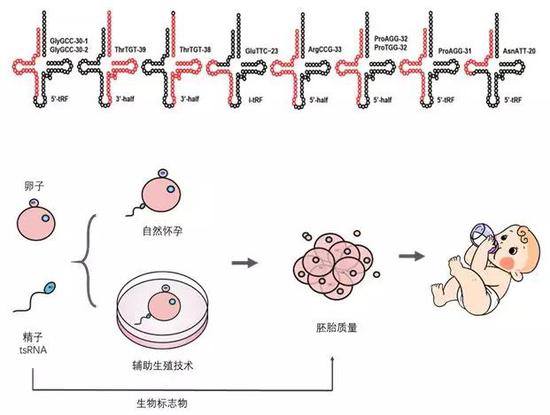 图5精子中的tsRNA（图5上）作为生物标志物用于辅助生殖技术中评价人精子的质量