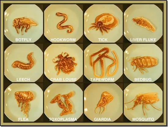 第一条寄生虫是如何钻进其它动物体内的 寄生虫 新浪科技 新浪网 第一条寄生虫是如何钻进其它动物体内的 寄生虫 新浪科技 新浪网