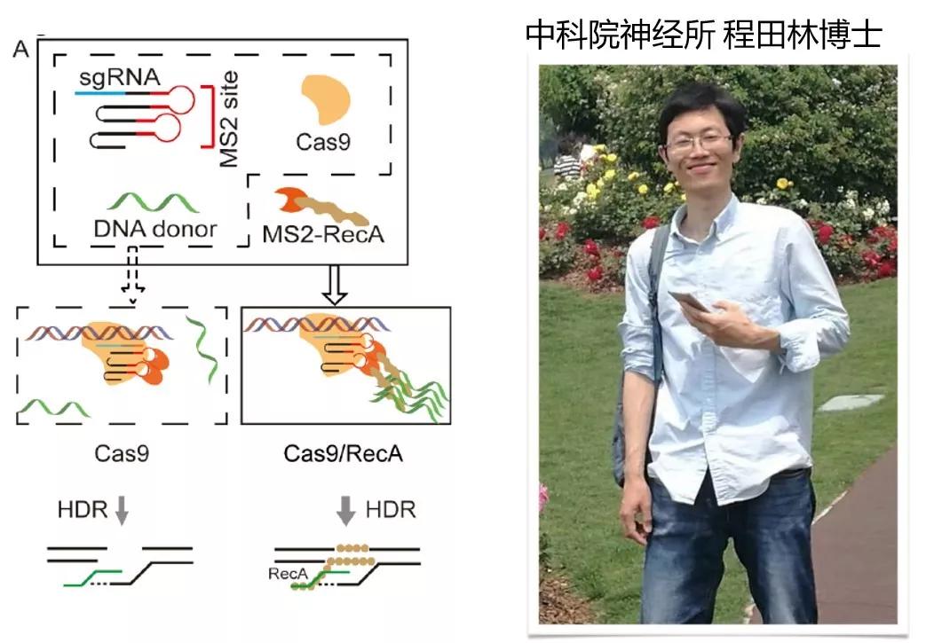 怎样完美的修复基因突变？