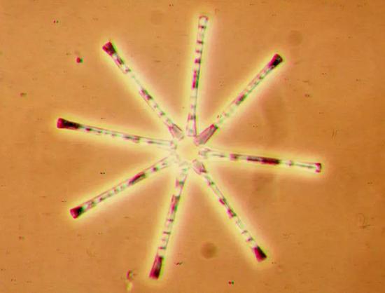 星形排列的联星硅藻属（Asterionella）群体。图片：nps.gov