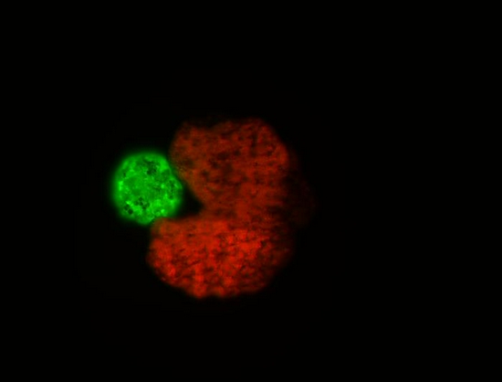 AI设计的吃豆人形状的“母体”生物（红色），旁边是被压缩成球状的干细胞——“后代”（绿色）。图片来源：道格拉斯•布莱克斯顿和山姆·克雷格曼