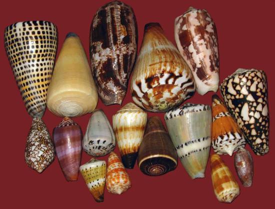 令人钻心地疼的动物锥蜗牛。图片来源：wikipedia