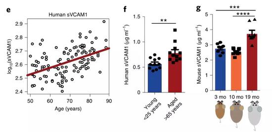 ▲人和小鼠年龄与血管细胞黏附分子-1之间的关系[1]