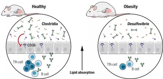 ▲两类肠道菌群的平衡，是小鼠肥胖与否的关键（图片来源：参考资料[1]）