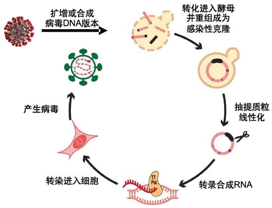  图9。冠状病毒感染性克隆[1]