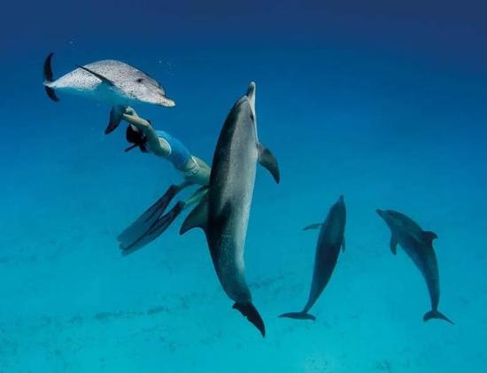 赫尔津与海豚同游 | Wild Dolphin Project