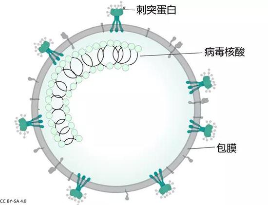 新冠病毒的结构示意图 图片来源：作者提供