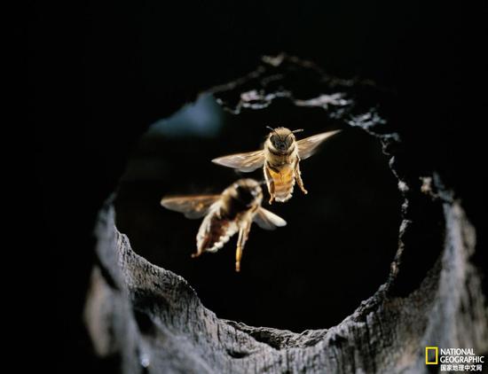 粪便退敌 蜜蜂也会使用工具 蜜蜂 新浪科技 新浪网